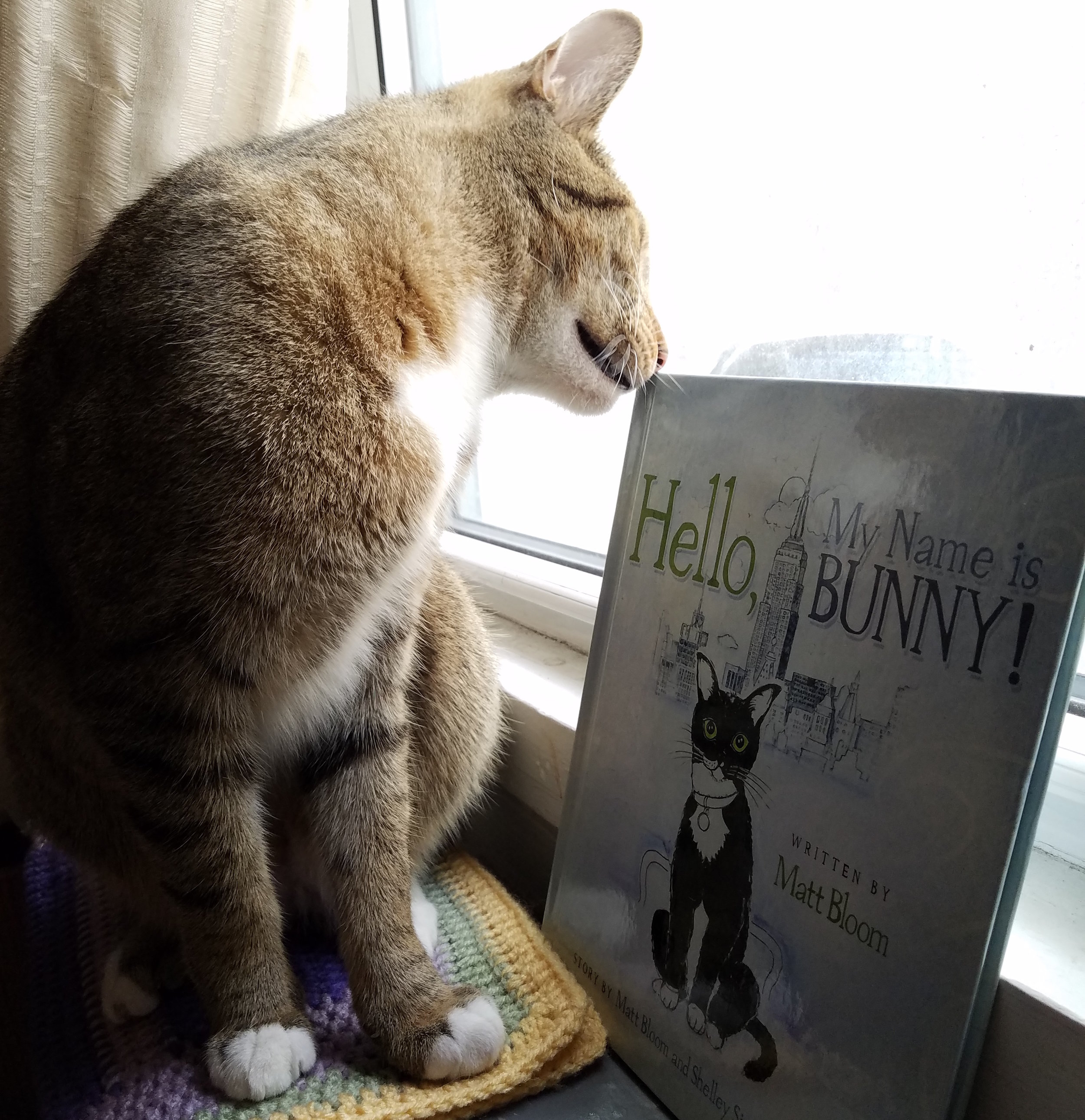 Book Reviews By Thomas The Cat: "Hello, My Name Is Bunny" 