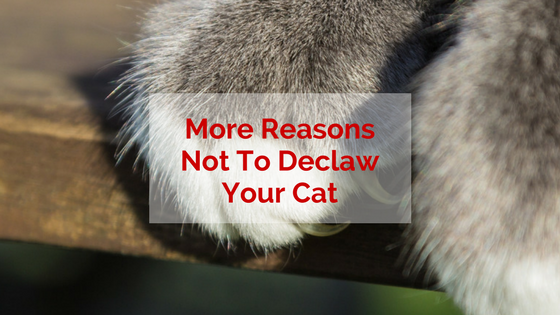 New Study Results Say "Don't Declaw Your Cat" (But You Already Knew That, Right?)