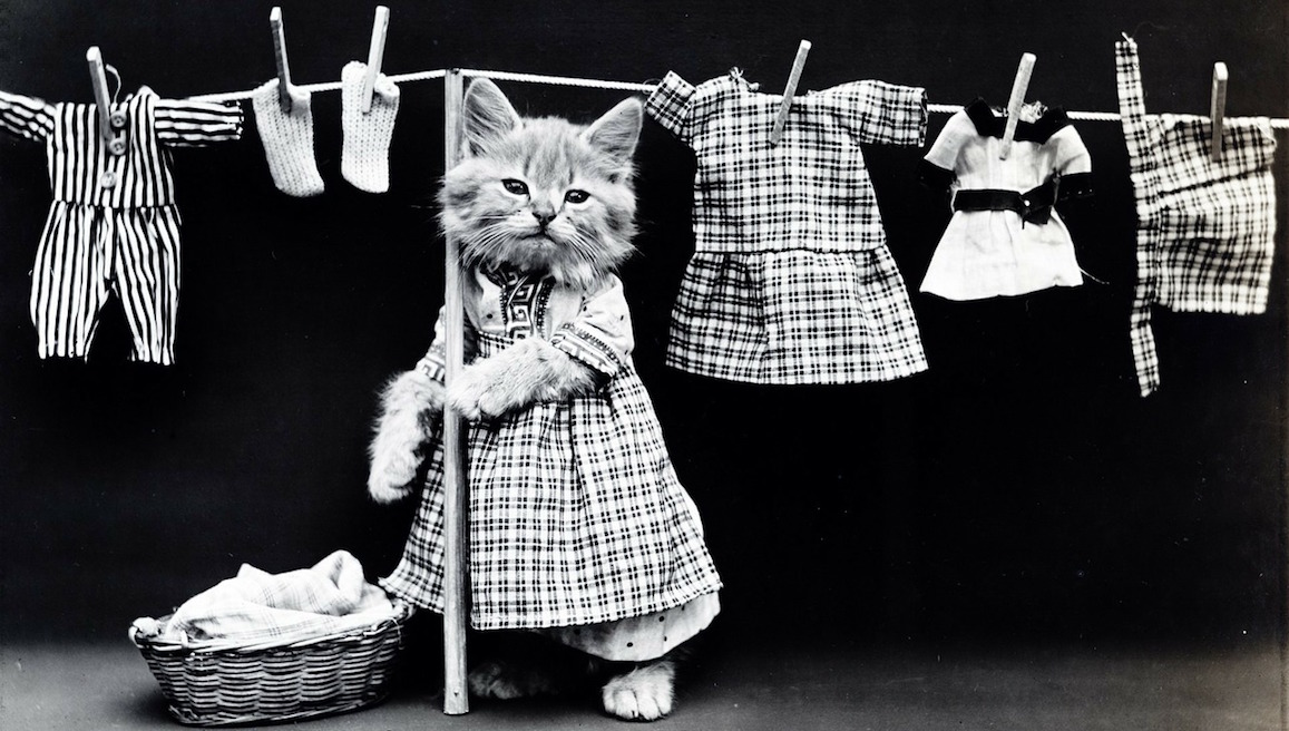 NYC: Attend Matilda The Algonquin Cat's Feline Fashion Show On August 3
