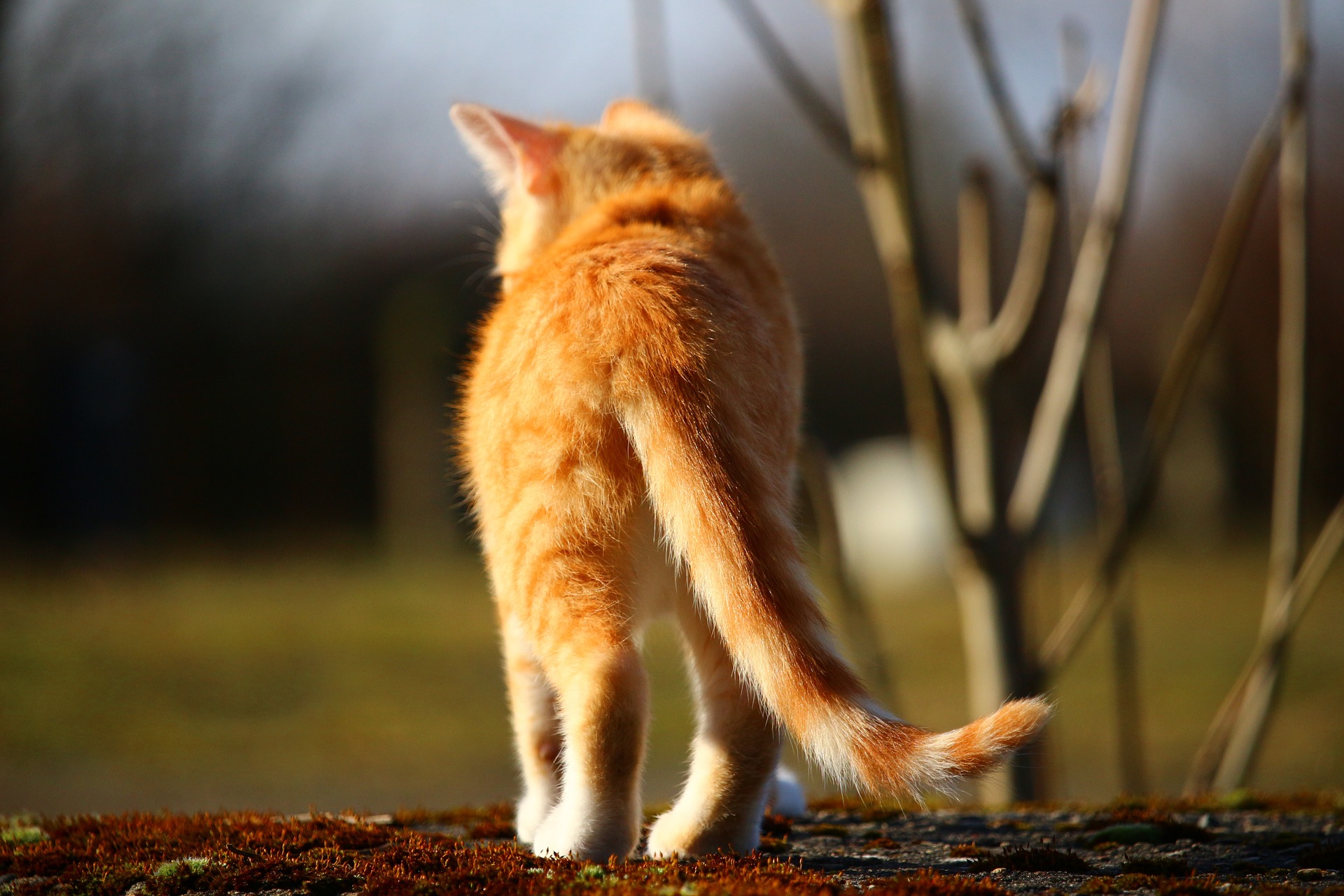 Cat Butts. That Is All.