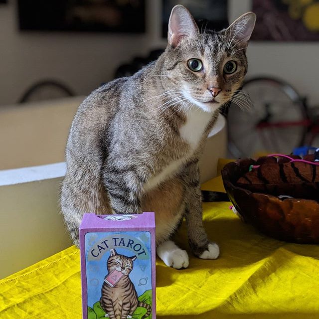 Thomas looks skeptical about this tarot business ... 😼 But ma loves her new deck of #cattarot cards from cat artist extraordinaire @meganlynnkott! All 78 cards are illustrated with adorable #feline centric scenes, and comes with a guidebook which explains tarot and how to use the cards. 🃏 Catch Megan in NYC June 1 & 2 at @catcampnyc !