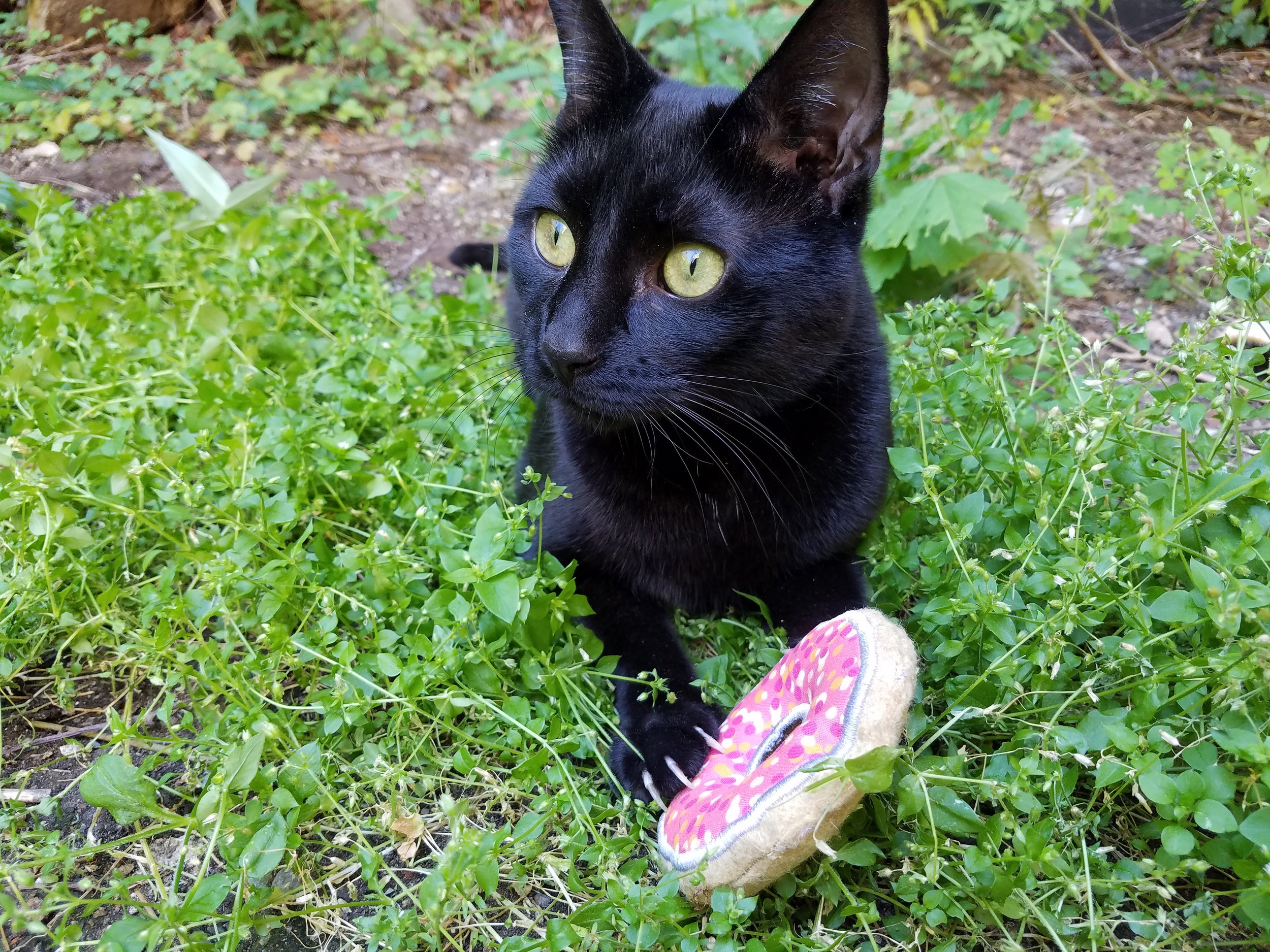 Cats Review: Seeka Designs Organic Catnip Toys