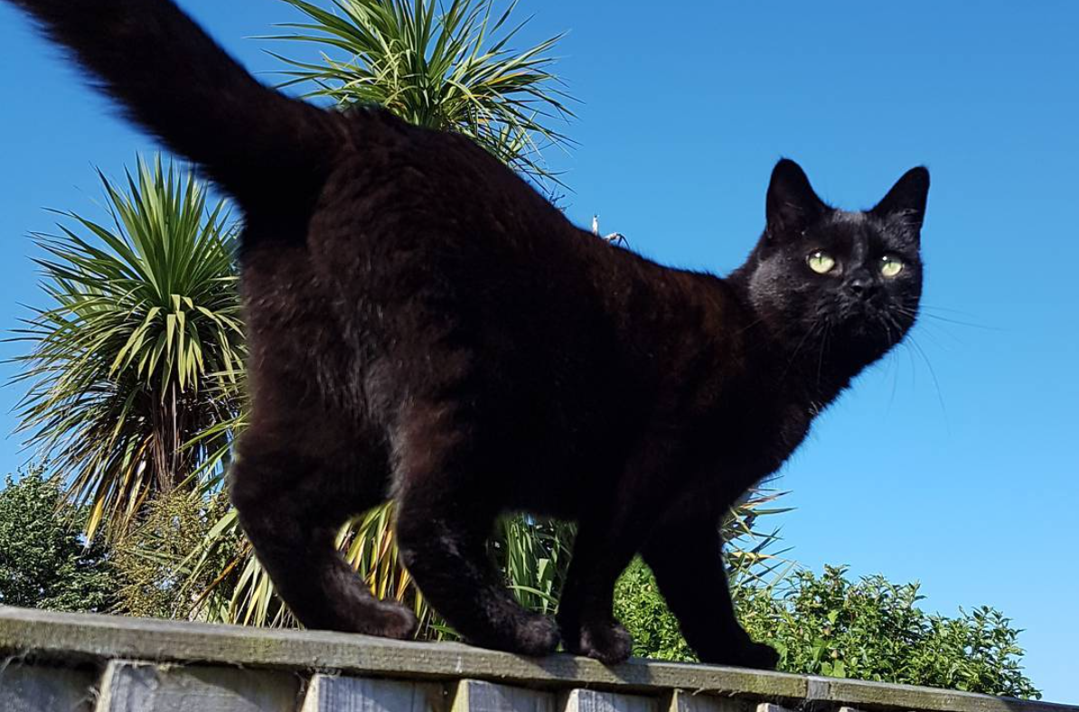 Interviews With Cats: Luna The Rescue
