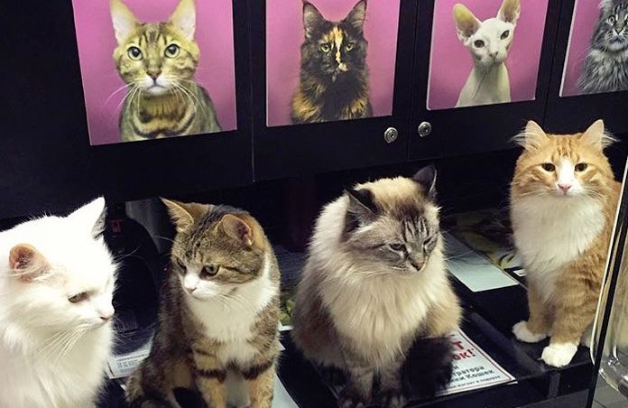 St. Petersburg's Hermitage Museum Opens New Cat Cafe