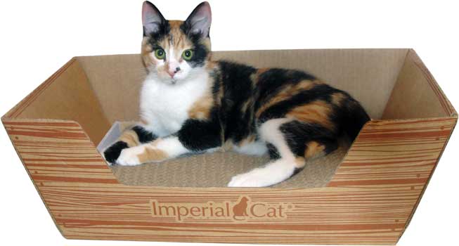 It's Happy Cat Month! Keep Your Fur Child Smiling With Themed Scratchers