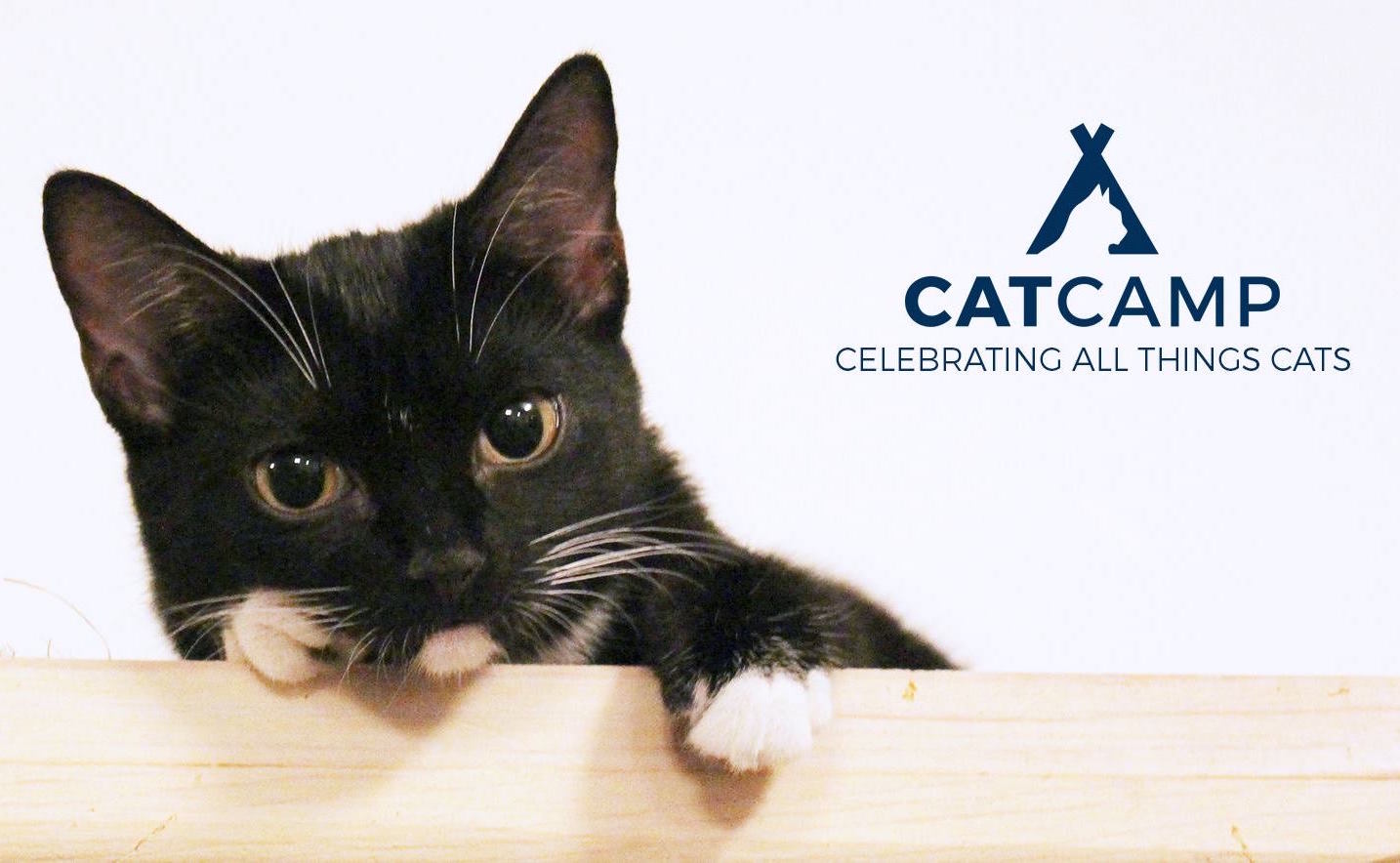Attend NYC's First Cat Camp, March 11-12, 2017!