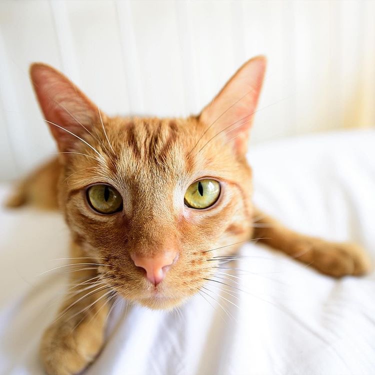 Fresh sheets, just for me! I’m-a livin’ the dream!