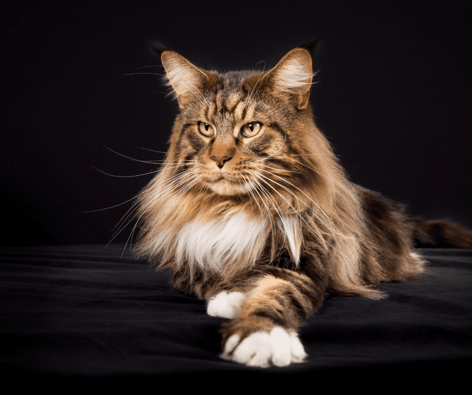 do maine coon cats shed a lot