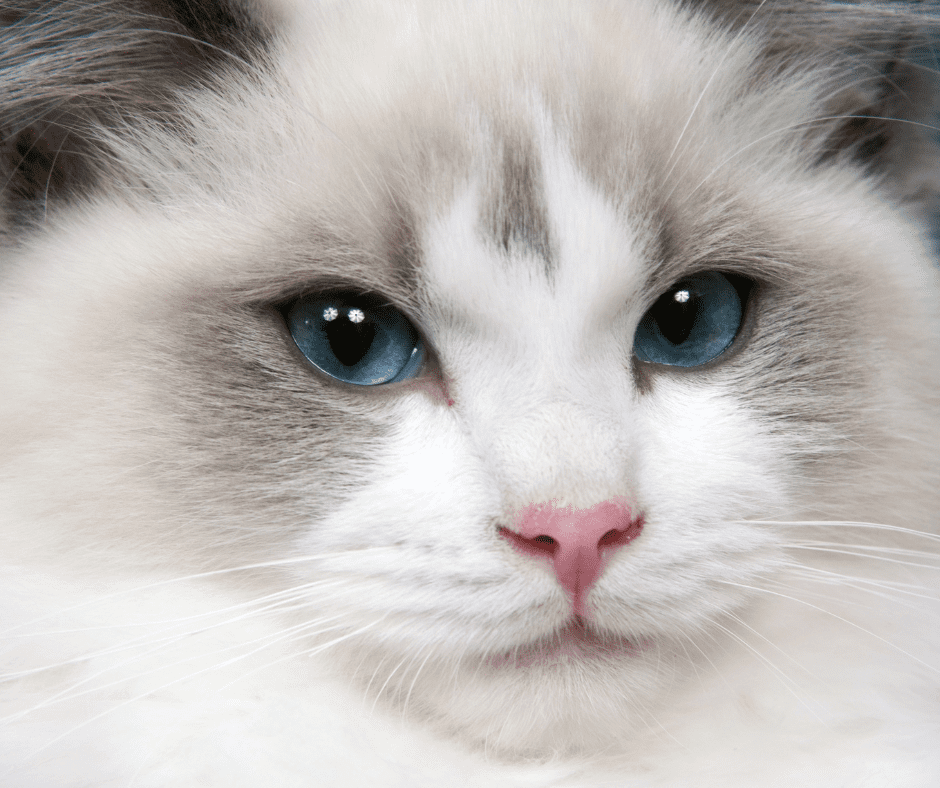 Do Cats Have Eyebrows