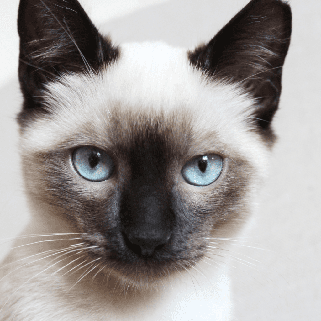 Siamese