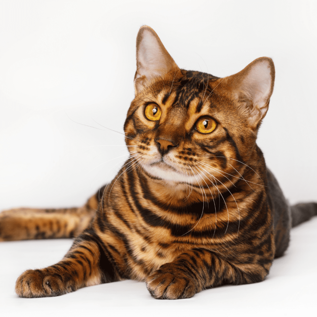 bengal cat