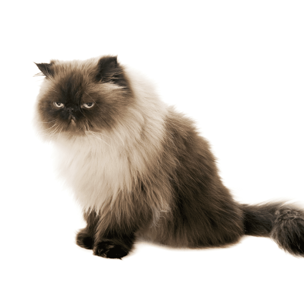 Himalayan