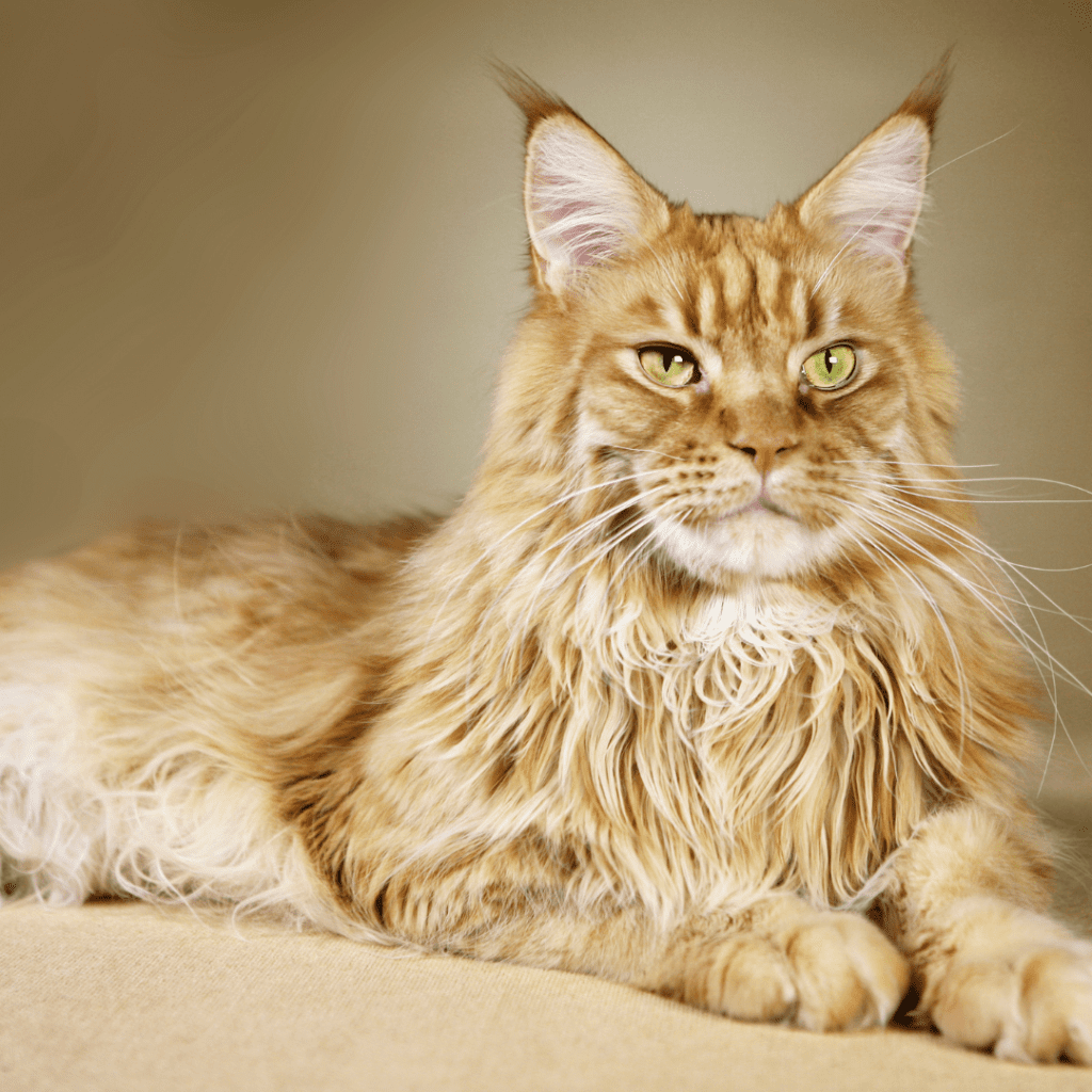 Maine Coon cat