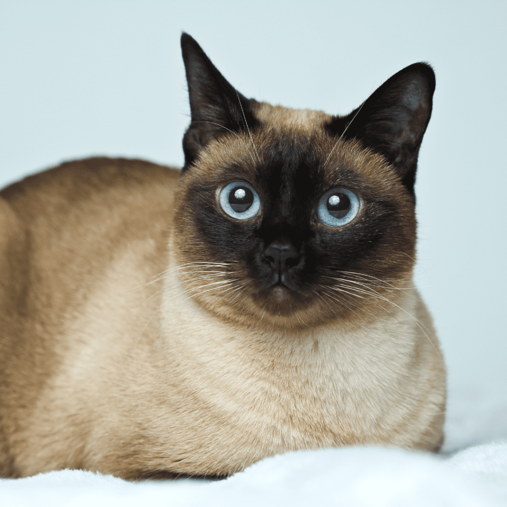 Siamese