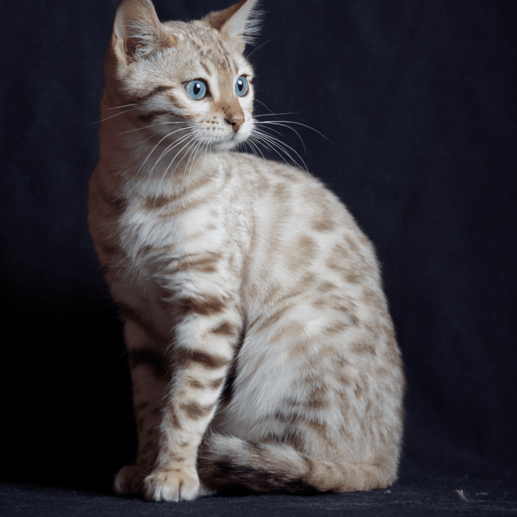 Snow Bengal cats