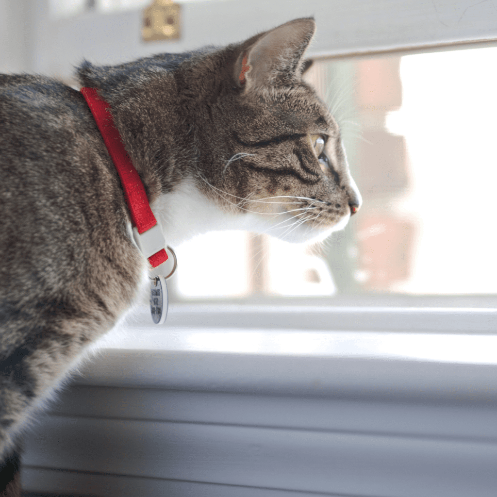 Indoor cat