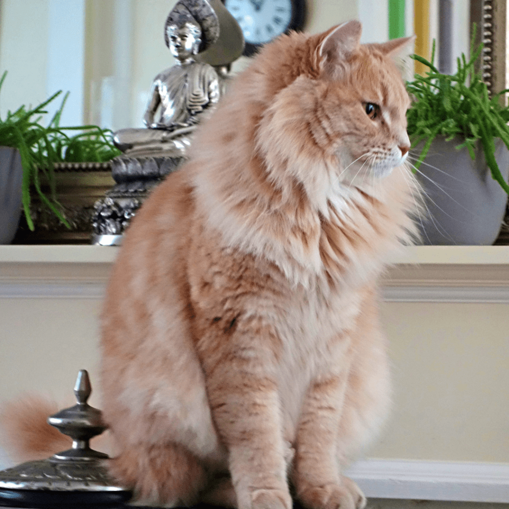 Male Cat