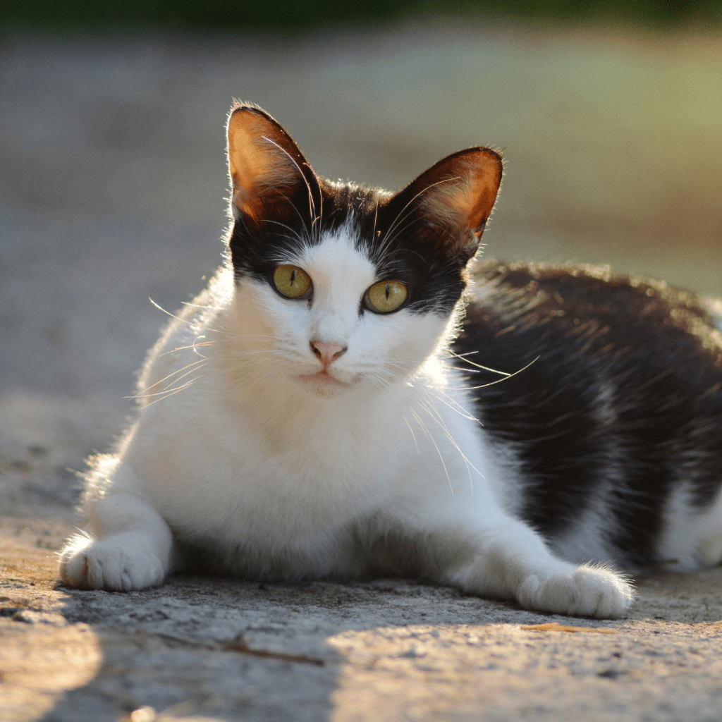 Female Cat