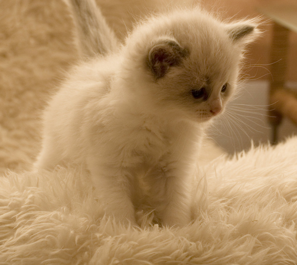 cream-colored kitten