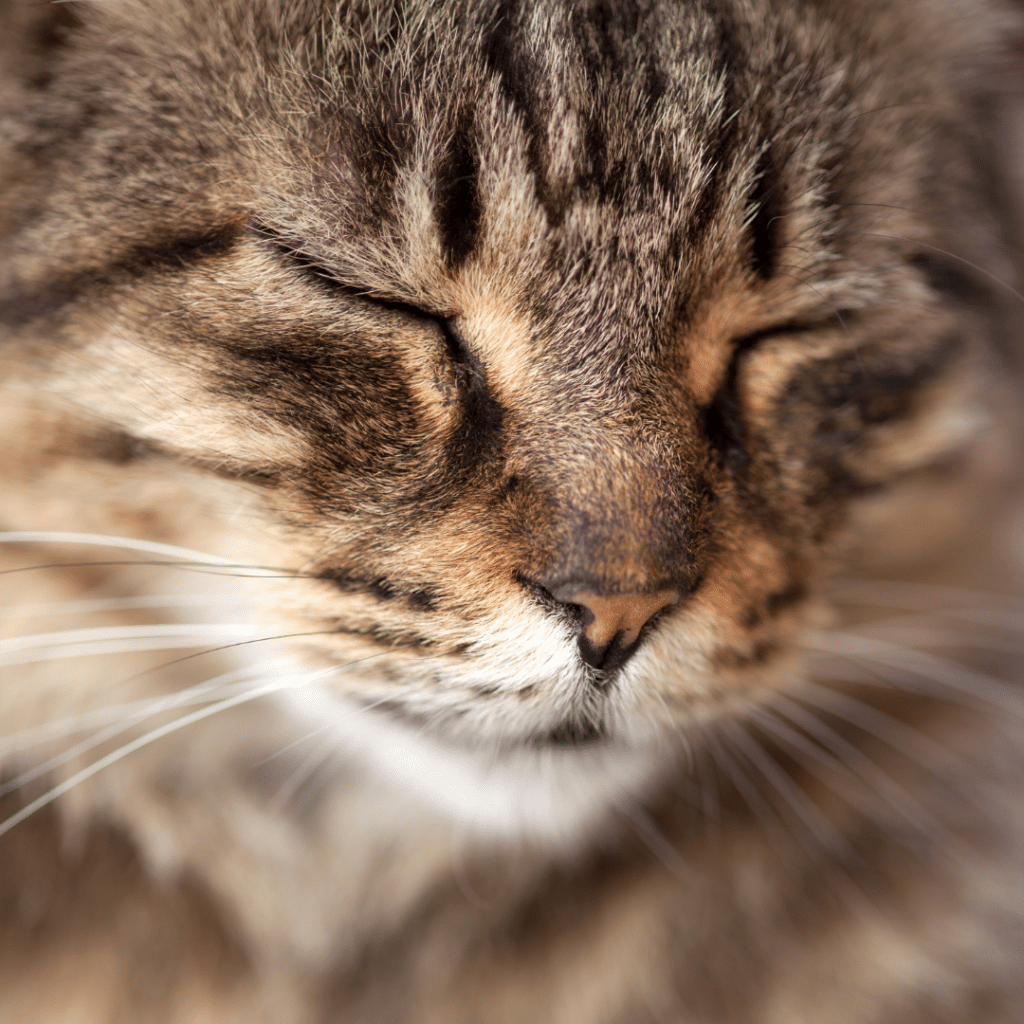 Purring