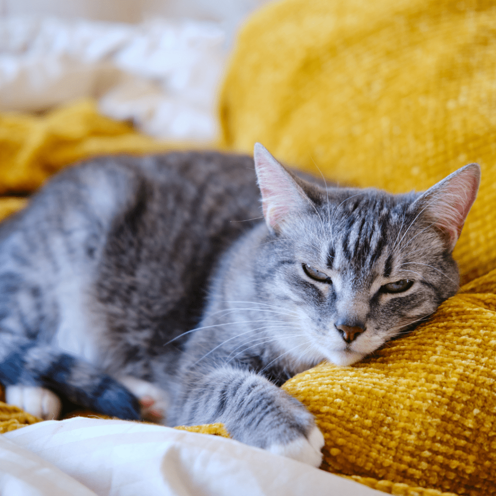 cat purr so loud when sleeping