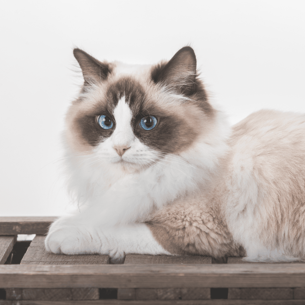 Ragdoll