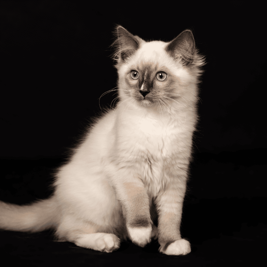Ragdoll Kitten