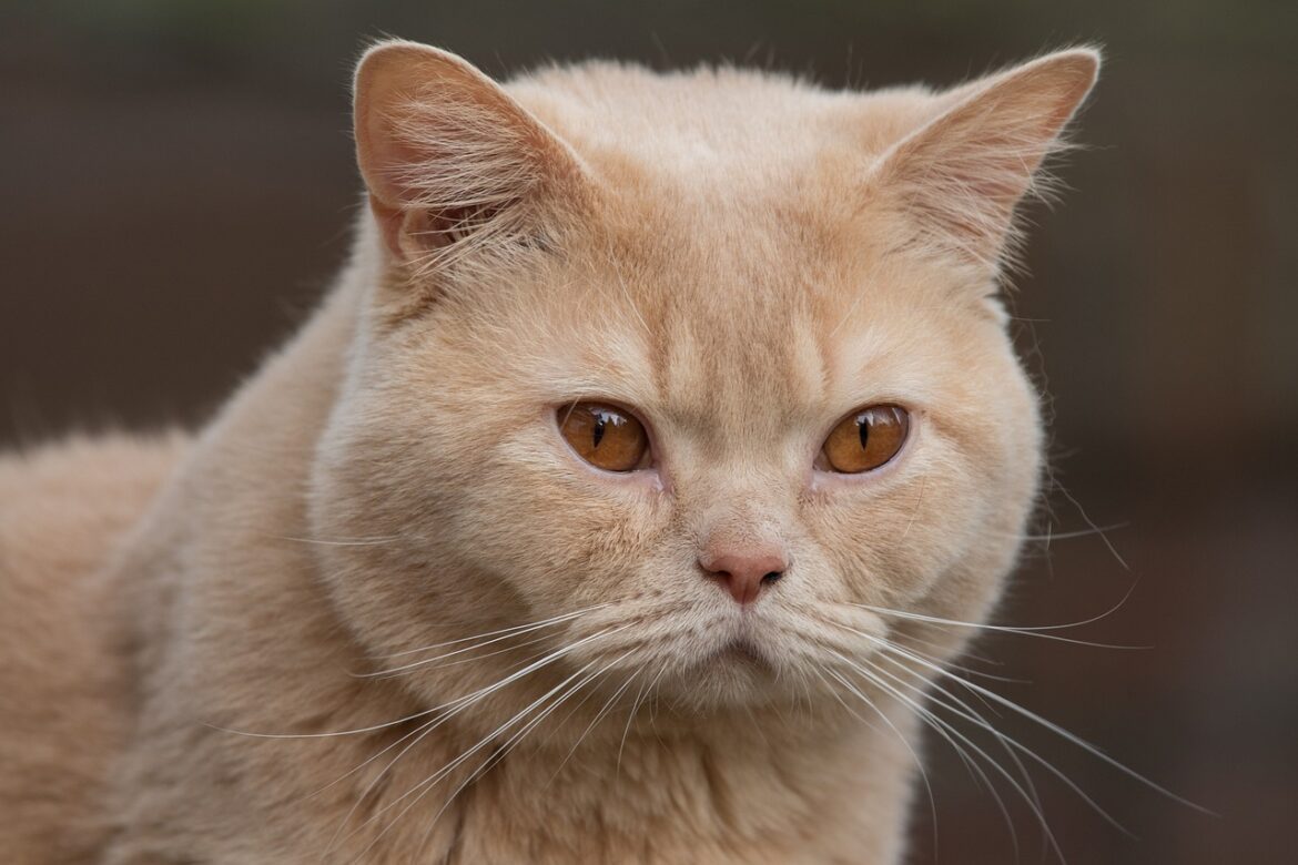 Cream colored cats