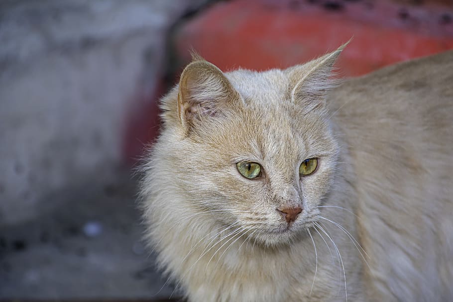 cream cat