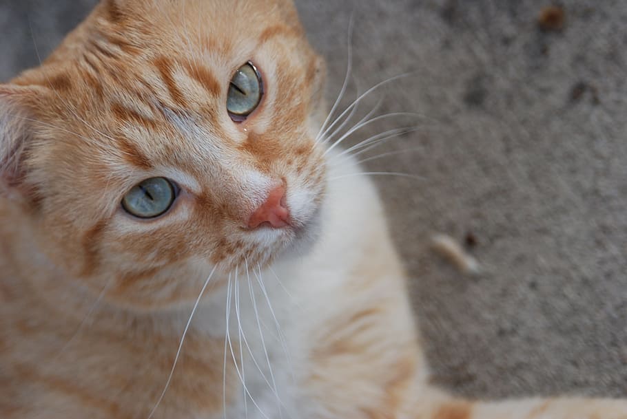 cream tabby cat