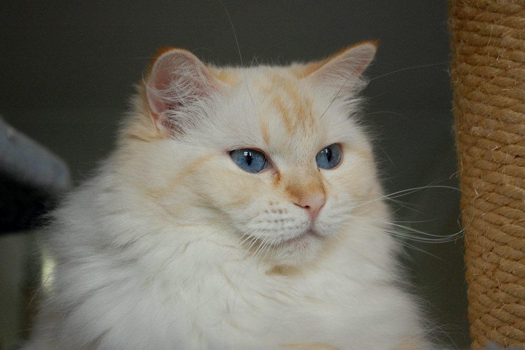 Flame/Red Lynx Point Ragdoll