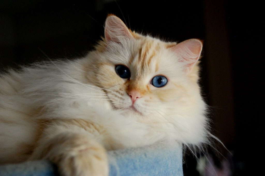 lynx point ragdoll