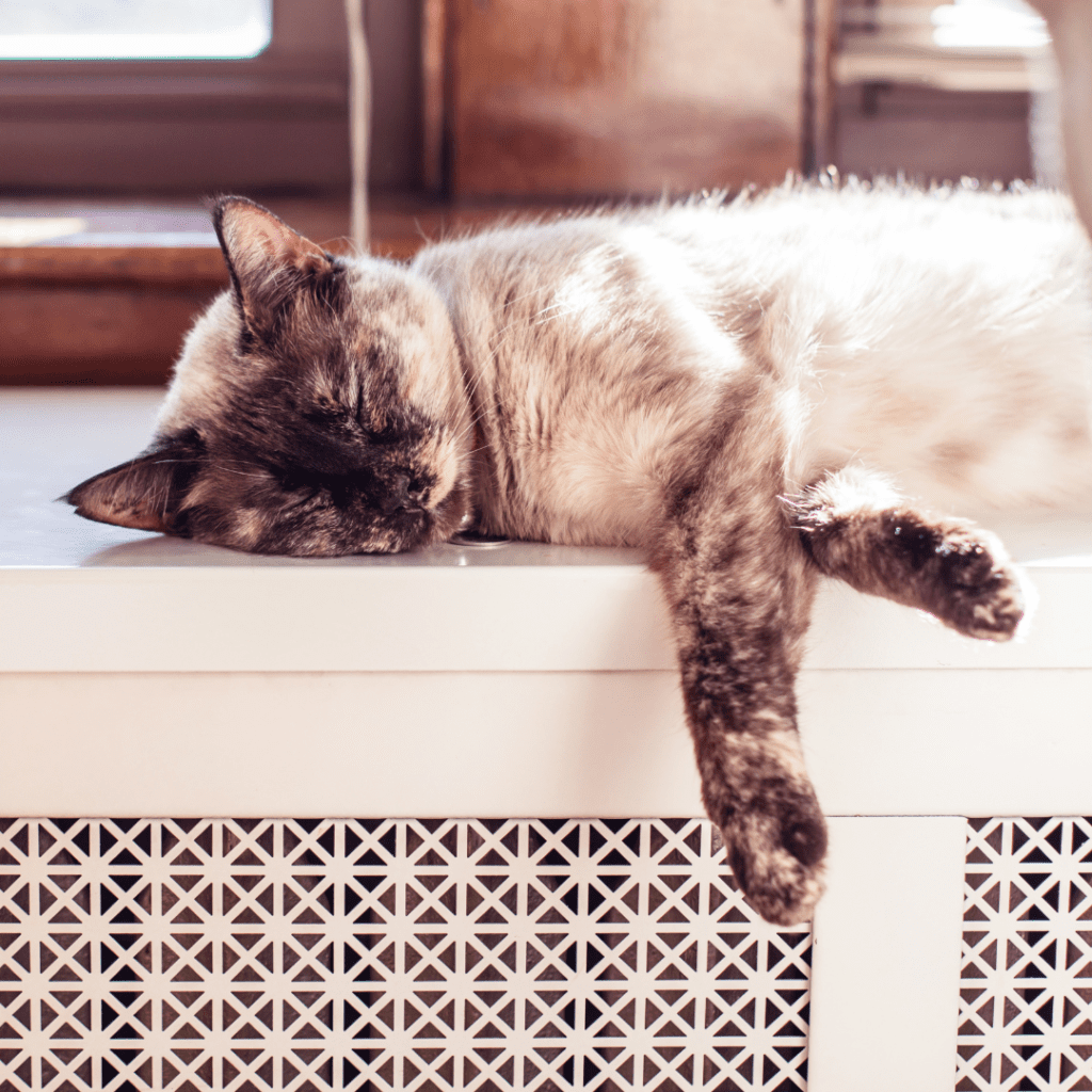 tortie siamese
