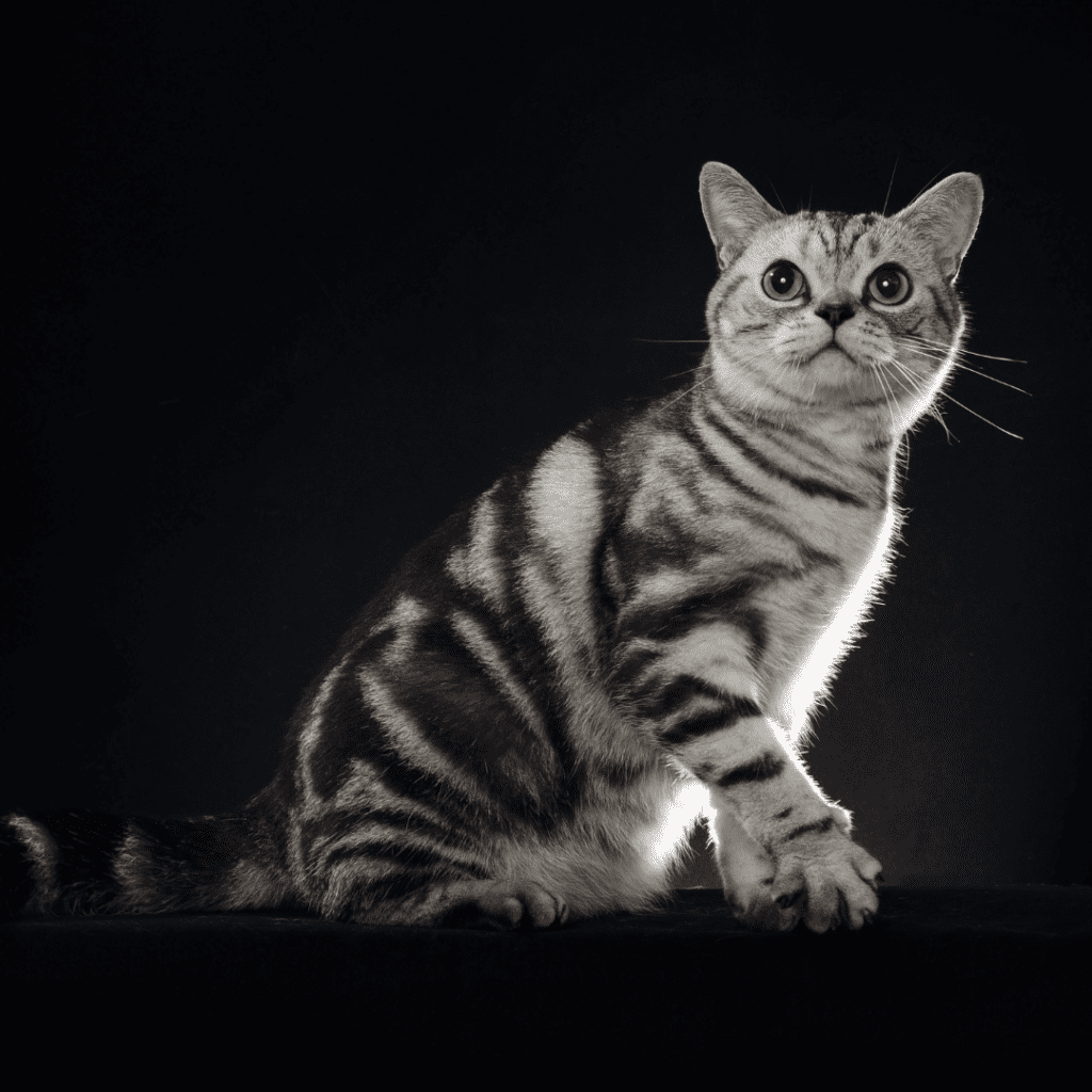 American Shorthair