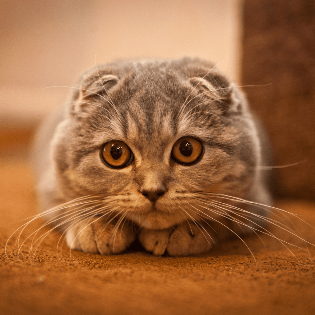 Scottish Fold