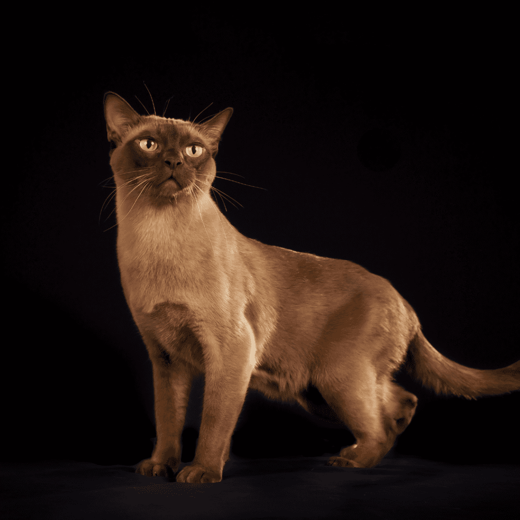 Burmese