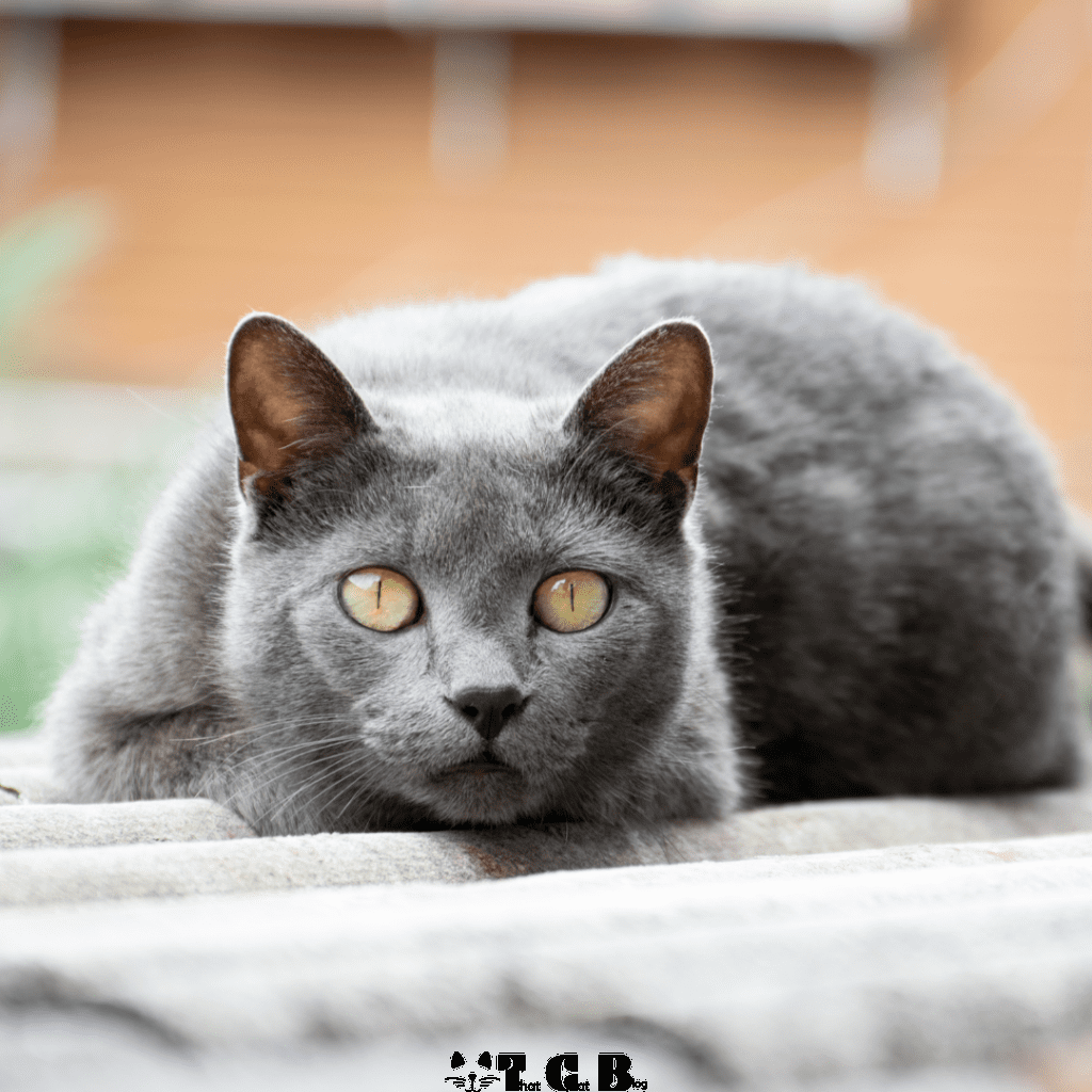Chartreux