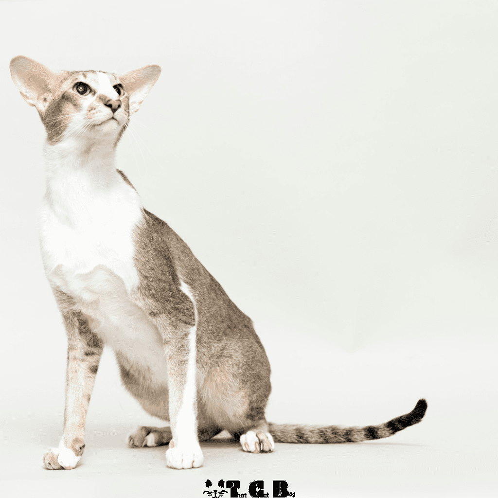 Oriental Shorthair