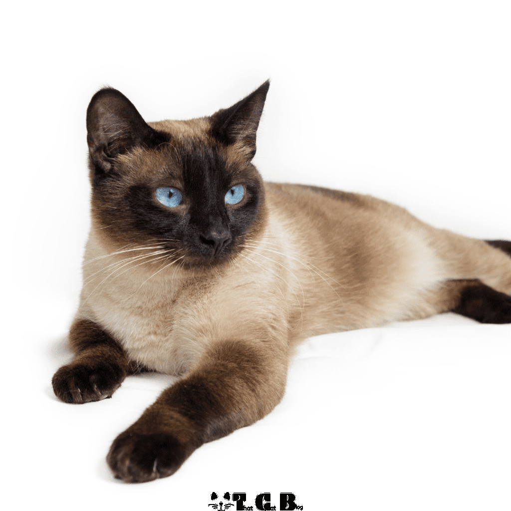 Siamese