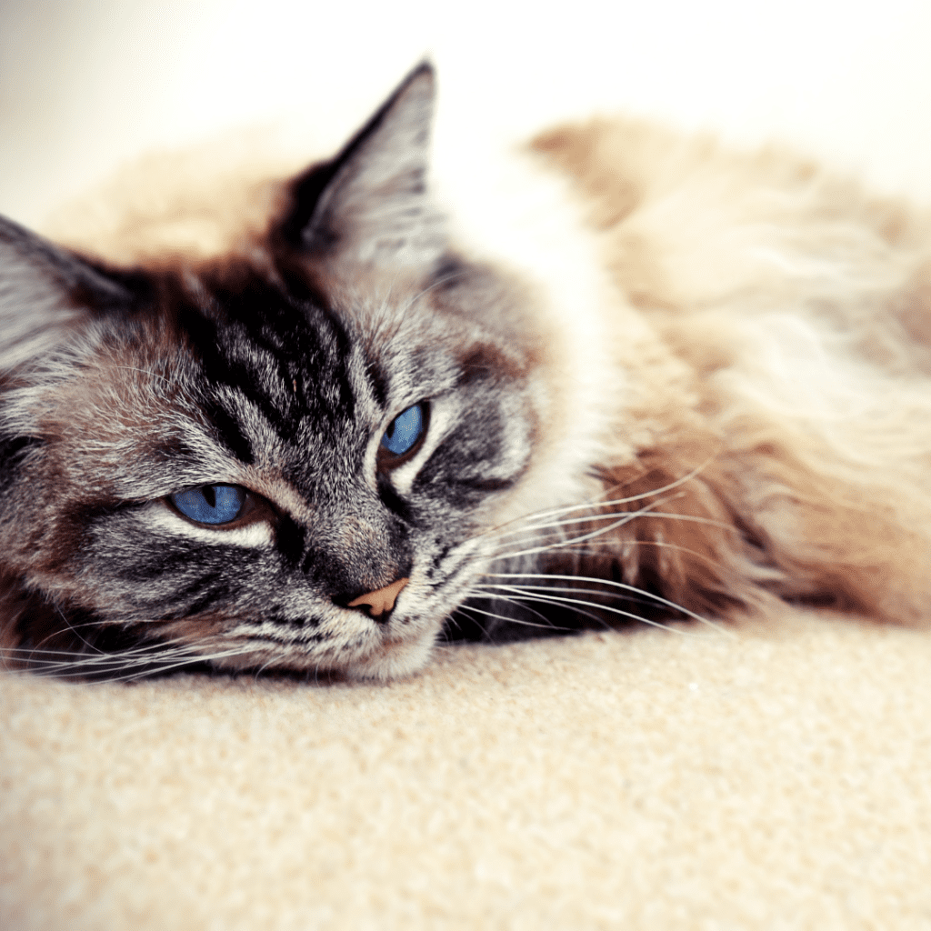 Seal Lynx Point Ragdoll