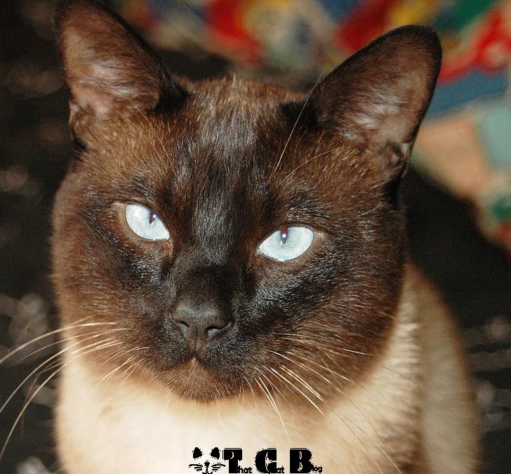 siamese cross eyed