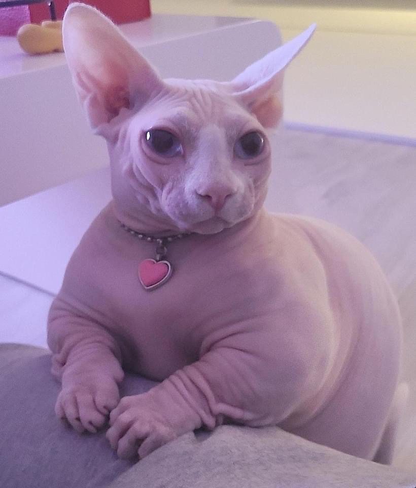 fat sphynx cat