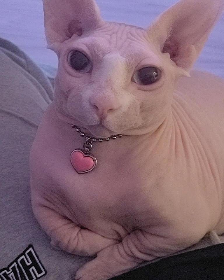fat bald cat