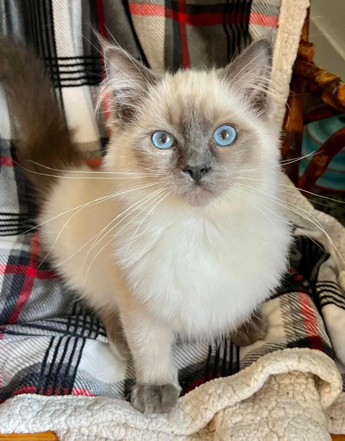 ragdoll munchkin cat