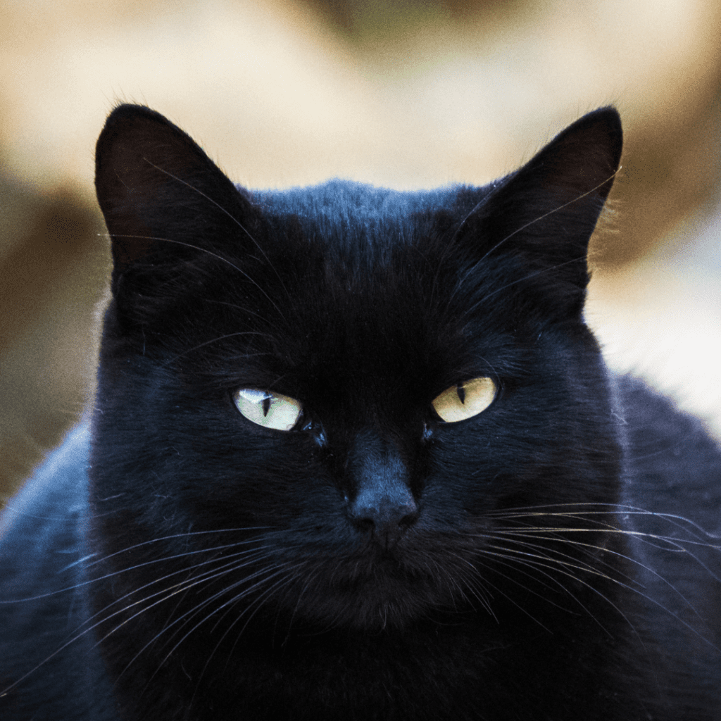 cat whiskers