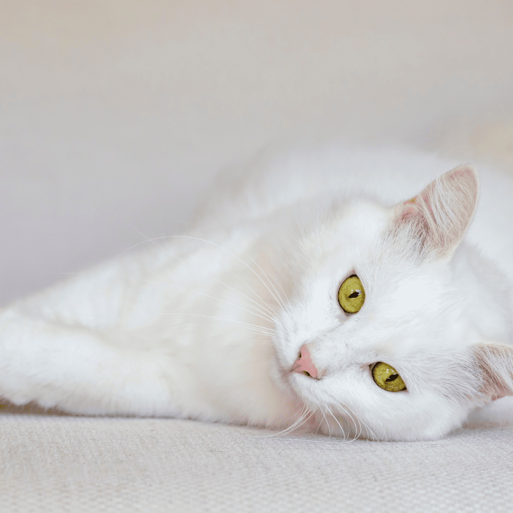 turkish angora kittens price