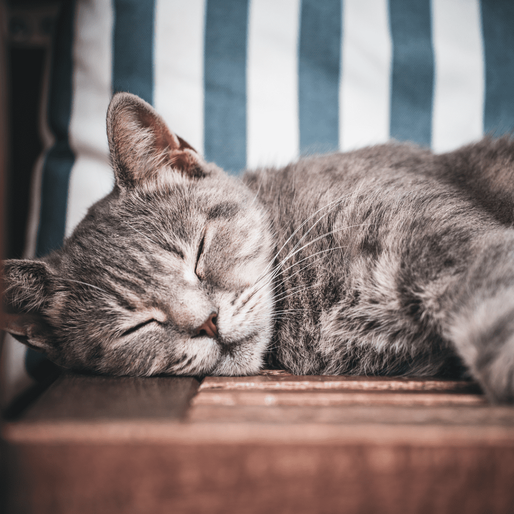 Sick cat