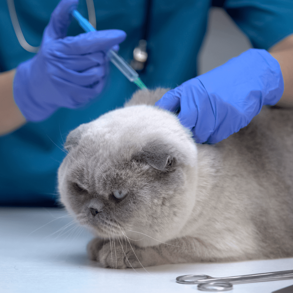 euthanize cat with seizures