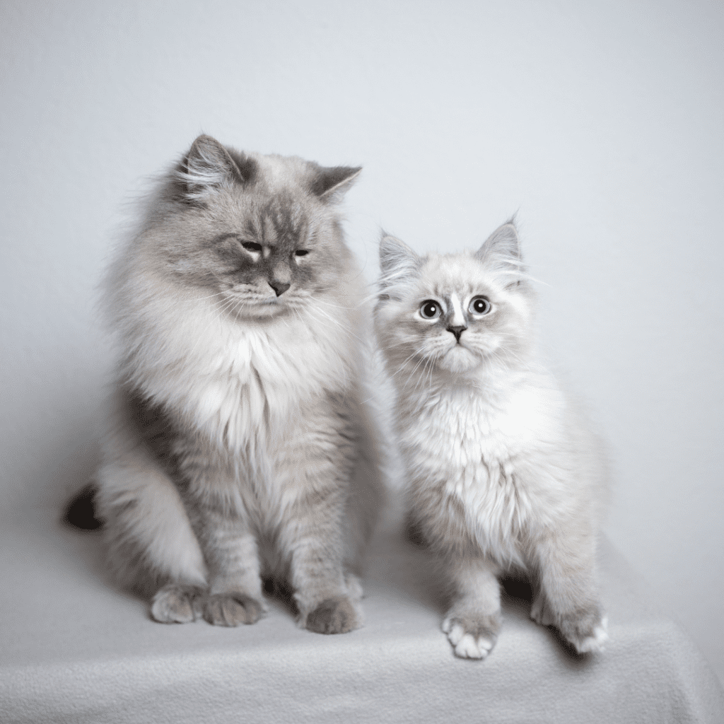 Ragdoll Cats