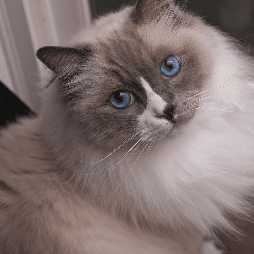 Blue Point ragdoll cat